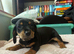 Doxiepoo gorgeous dachshund/poodle crosses