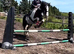 Diamond  Gypsy Cob Mare - 10year old-14hh- Trekking Pony