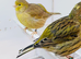 Fife Canary's Yellow's + Pied Green's