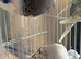 Budgies