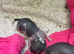Dachshund cross Chinese crested
