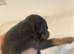 Stunning tiny Blue boy Kc registered