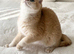 NY12 Golden British Shorthair Imported Parents