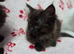 Ragdoll x Maine Coon kittens