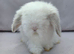 Teddywidder bunnies ready to go now