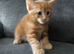 Gorgeous ghost stripes! Only one girl left.Ready for Reservation in Peterborough