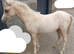 Smart Registered Section A Palomino Colt