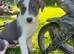 Beautiful sheep dog puppies for sale