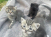 Gorgeous British Short Hair x Snow Bengal Kittens
