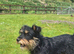 Norfolk terrier x Jack russell