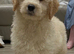 Miniature F2 golden doodles