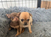 Chihuahua puppies for sale