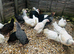 Point of Lay Chickens - READY NOW
