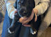 Bedlington Cross Puppies