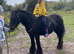 12.2 cob mare