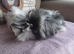 Funky fluffy baby guineapigs