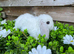 Gorgeous pure Mini lops and mini lion lops