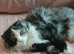 8 Month Old Female Persian x Scottish Fold