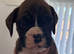 8 KC boxer puppies for sale