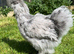 Bantam hens at pol