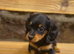 KC Longhair Dachshund Girl Available Now