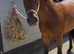 Lottie