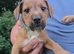 Jack Russell x Fell Terrier