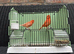 Pair of Red Factor Canaries
