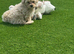 Asian type toy poodle mam Korean Maltese dad Maltipoo little cream stunning show quality