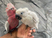 Hand Rearing Baby Super Tame Cuddly Galah Cockatoo Parrot