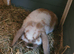 Gorgeous baby bunny