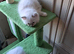 READY NOW GCCF registered Ragdoll kittens
