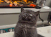 2 x beautiful shorthair kittens