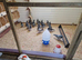 Youngest racing pigeons
