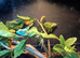 Male and female green basilisk