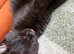 Beautiful Mink Ragdoll X BSH 2 boys left!!