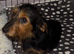 Dachshund cross beautiful puppies
