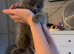 Stunning British shorthaired kittens from champion bloodlines