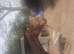!! Horses for loan !!