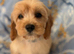 Cavapoo puppies