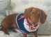 Mini Dachshund