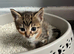 Female kitten ( peach )
