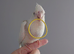 Hand reared silly tame DNA sexed baby cockatiels for reservation