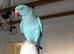 Baby blue tamed ring neck talking parrot