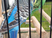 Pair of bonded budgies