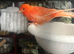 20+ canerys for sale