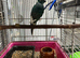 2 female Kakariki parrots available they are £80 each will not take any less than asking price