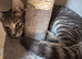 Beautiful Grey Tabby Boy Kitten