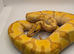 Super enchi coral glow hypo