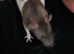 Rats/Tiny little bundles of joy!